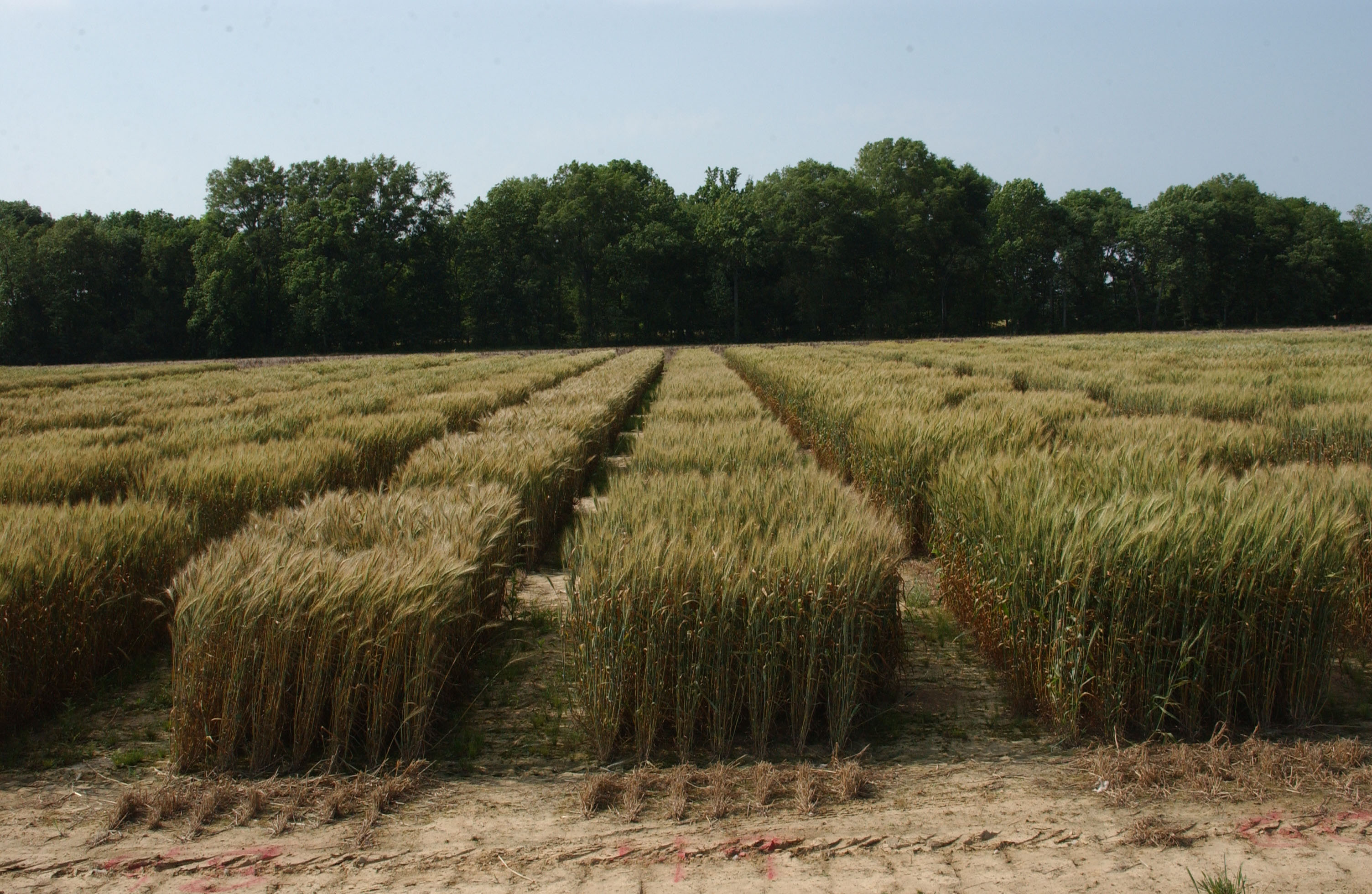 LSU AgCenter wheat, cover crop field day set for April 12
